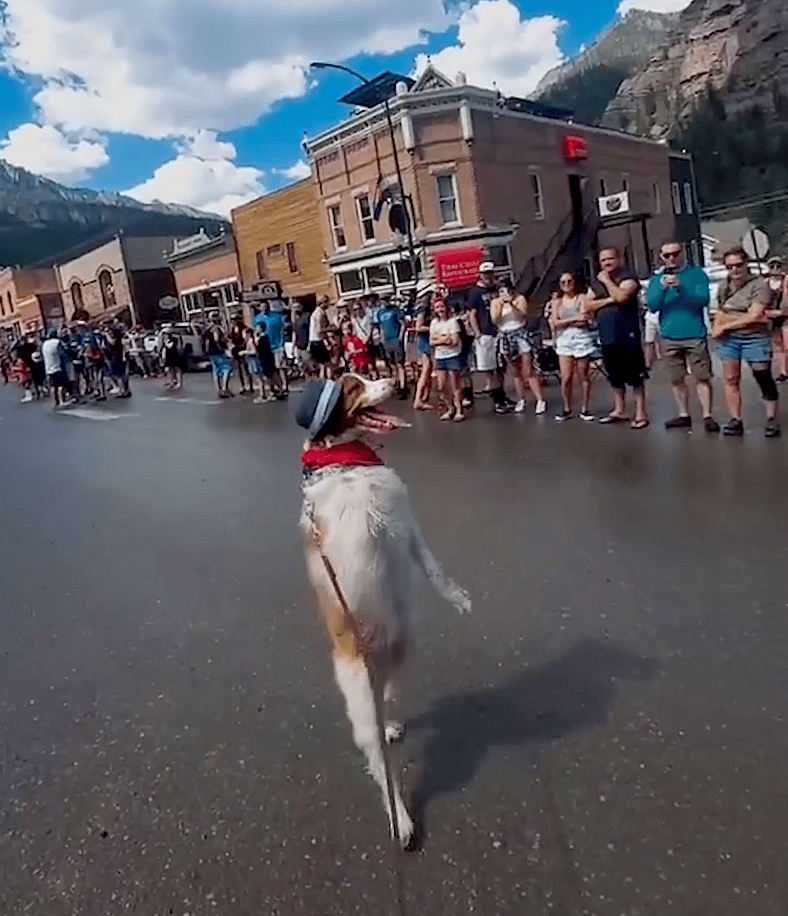 This Dog Runs Faster on Two Legs Than You Do on Two!